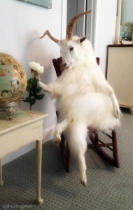 Taxidermy goat